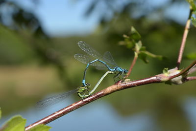 Close-up of insect on twig