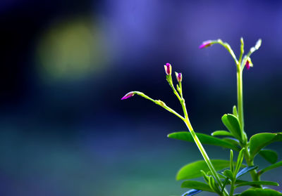 Close-up of flowering plant