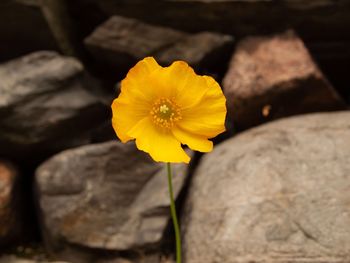 Close-up of yellow flowering plant