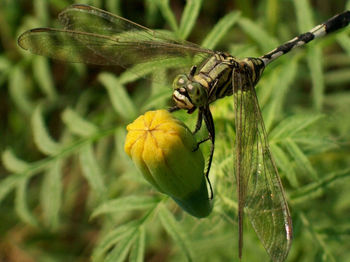 Close-up of dragonfly on flower