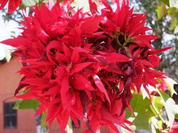 Close-up of red dahlia flowers