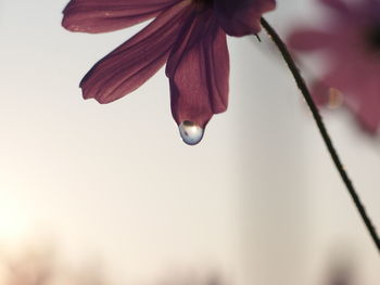 Close-up of dew on flower