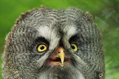 Close-up portrait of owl