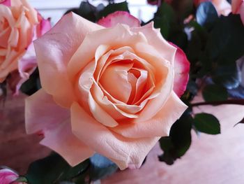 Close-up of pink rose