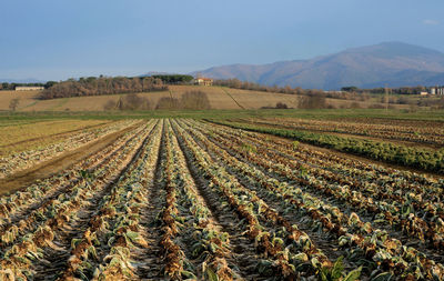 Scenic view of agricultural field against sky