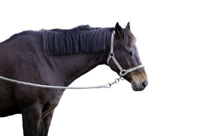 Side view of a horse against white background