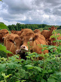 Cows on field against sky
