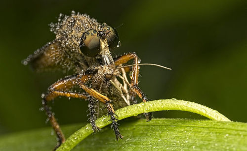 Robberfly with prey