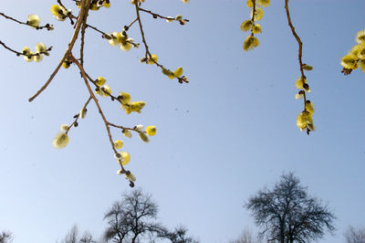 Low angle view of trees against clear blue sky