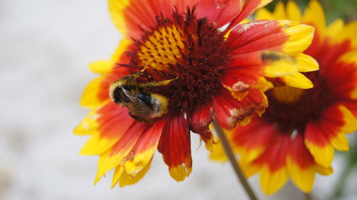 Close-up of bee on yellow flower