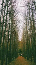 Bare trees in forest