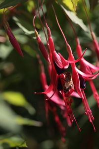 Close-up of red flowering plant