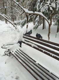 Snow covered plants and trees on field during winter