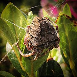 Close-up of insect on spider web