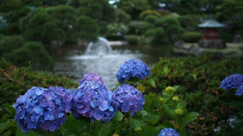 Close-up of purple flowers