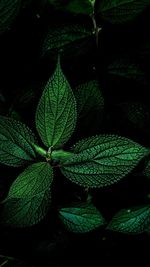 High angle view of plant leaves