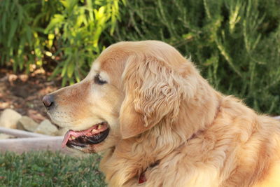 Close-up of golden retriever on grass