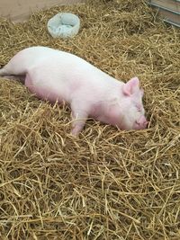 High angle view of lizard on hay