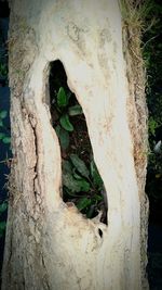 Plants growing on tree trunk