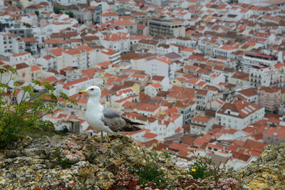 Bird perching on a wall