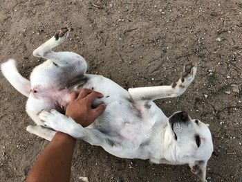 Low section of man playing puppy