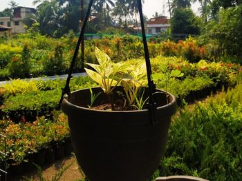 Close-up of potted plants in yard