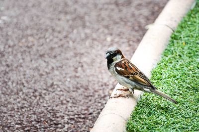 Close-up of bird perching on hand