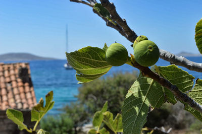 Close-up of fruit growing on tree against sky