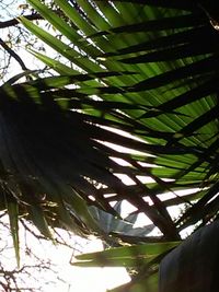 Low angle view of palm trees