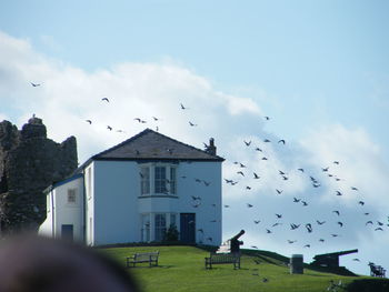 Birds flying in sky