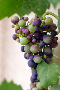 Close-up of grapes growing in vineyard