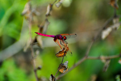 Close-up of butterfly pollinating flower