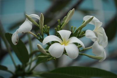 Close-up of white flowers blooming outdoors