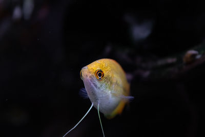 Close-up of fish swimming in sea