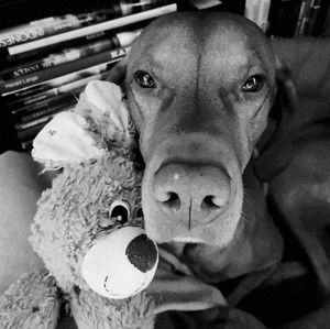 Portrait of dog with toy