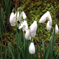 Close-up of white flowers blooming in field