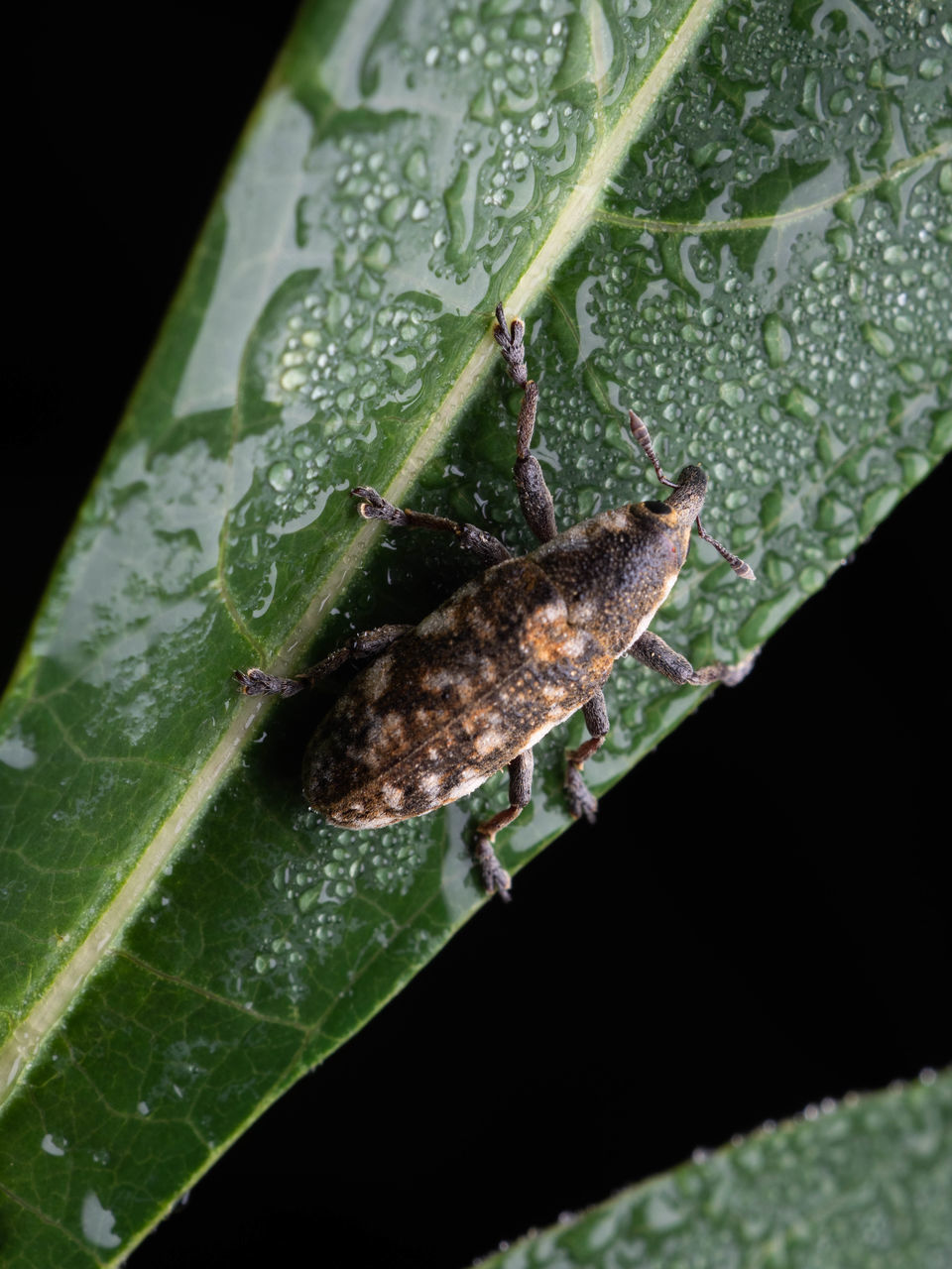 CLOSE-UP OF INSECT ON WET PLANT