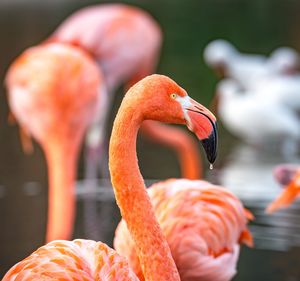 Close-up of flamingoes in lake