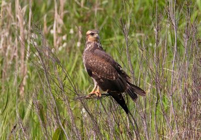 Bird perching on grass