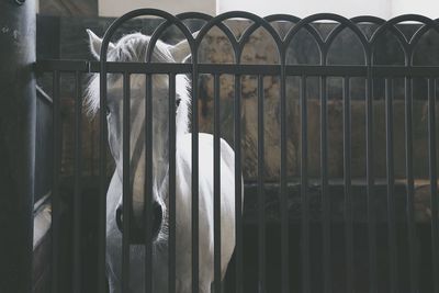 Horse standing in stable