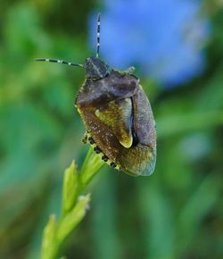 Close-up of insect on plant