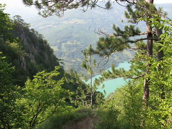 Scenic view of forest against sky