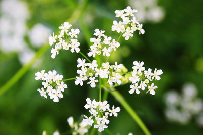 Close-up of white flowering plant