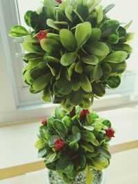 Close-up of cactus plant