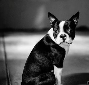 Close-up portrait of boston terrier