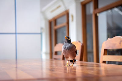 Bird perching on table
