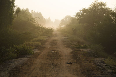 Dirt road along trees and plants against sky