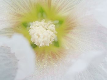 Close-up of white flower