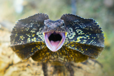 Close-up of lizard
