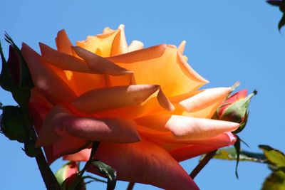 Low angle view of orange flowering plant against sky